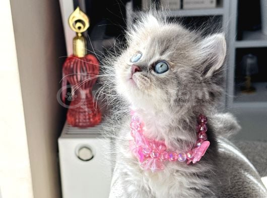 Güzellik Abidesi British Longhair Blue Golden görsel