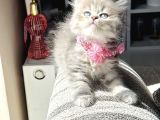 Güzellik Abidesi British Longhair Blue Golden