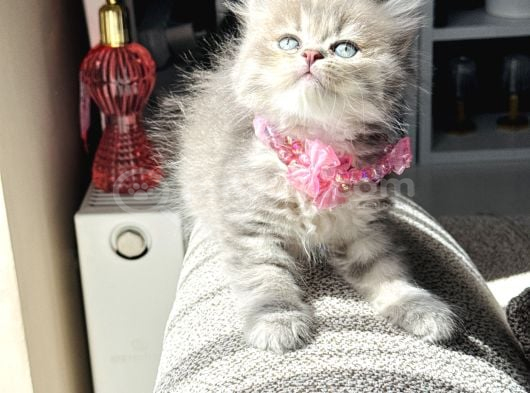 Güzellik Abidesi British Longhair Blue Golden görsel