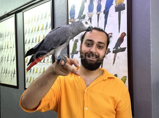 Konuşan Evcil Eğitimli Jako Papağanı görsel