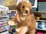Toy Poodle Tadında Kıvır Kıvır Maltipoo Yavrular