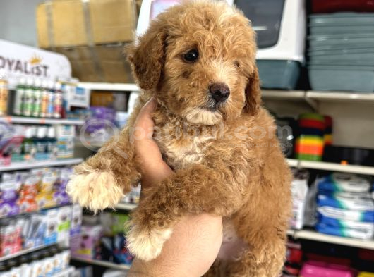 Toy Poodle Tadında Kıvır Kıvır Maltipoo Yavrular görsel