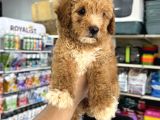 Toy Poodle Tadında Kıvır Kıvır Maltipoo Yavrular