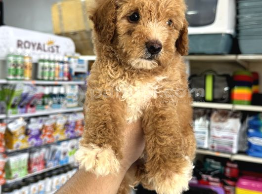 Toy Poodle Tadında Kıvır Kıvır Maltipoo Yavrular görsel