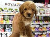 Toy Poodle Tadında Kıvır Kıvır Maltipoo Yavrular