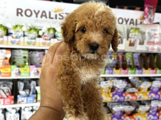 Toy Poodle Tadında Kıvır Kıvır Maltipoo Yavrular görsel