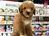 Toy Poodle Tadında Kıvır Kıvır Maltipoo Yavrular