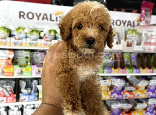 Toy poodle tadında kıvır kıvır maltipoo yavrular
