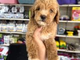 Toy Poodle Tadında Kıvır Kıvır Maltipoo Yavrular