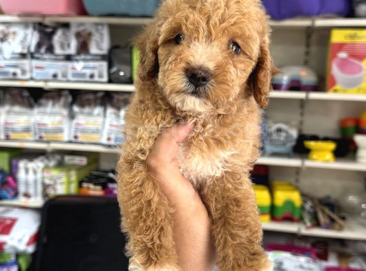 Toy Poodle Tadında Kıvır Kıvır Maltipoo Yavrular görsel