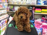 Toy Poodle Kore Yavrumuz Kg Garantili