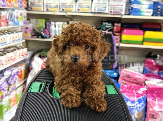 Toy poodle kore yavrumuz kg garantili