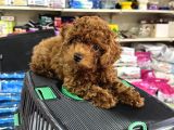 Toy Poodle Kore Yavrumuz Kg Garantili