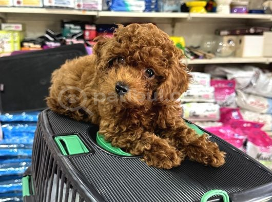 Toy Poodle Kore Yavrumuz Kg Garantili görsel