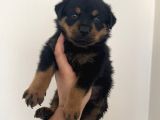 Koca Kafa Macar Rottweiler Yavrumuz