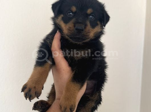 Koca kafa macar rottweiler yavrumuz