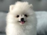 Gülen Yüz Pomeranian Boo Yavrular