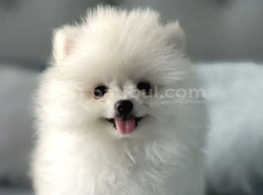 Gülen Yüz Pomeranian Boo Yavrular