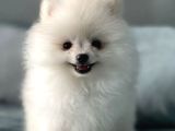 Gülen Yüz Pomeranian Boo Yavrular