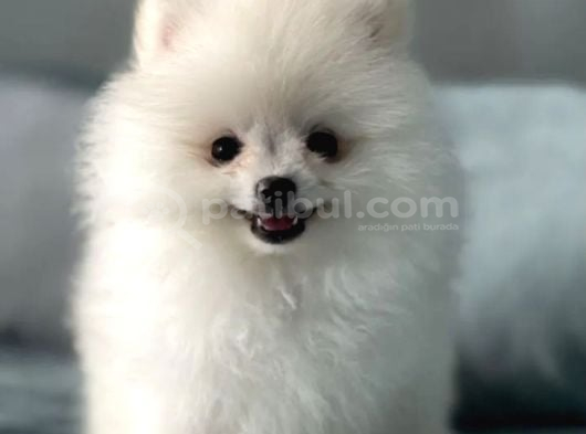 Gülen Yüz Pomeranian Boo Yavrular görsel