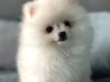 Gülen Yüz Pomeranian Boo Yavrular