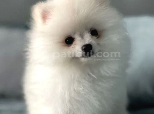 Gülen Yüz Pomeranian Boo Yavrular görsel