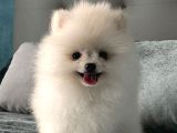 Gülen Yüz Pomeranian Boo Yavrular