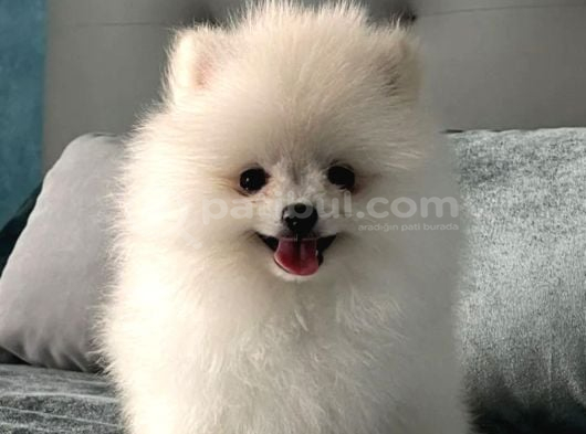 Gülen Yüz Pomeranian Boo Yavrular görsel