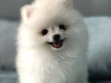 Gülen Yüz Pomeranian Boo Yavrular