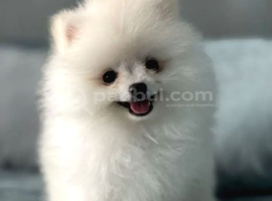 Gülen Yüz Pomeranian Boo Yavrular görsel