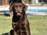 Secereli̇ Labrador Retri̇ever Yavrulari