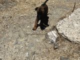 Orjinal Belç Kurdu Yavru