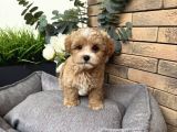 Güzeller Güzeli̇ Malti̇poo Yavrularim