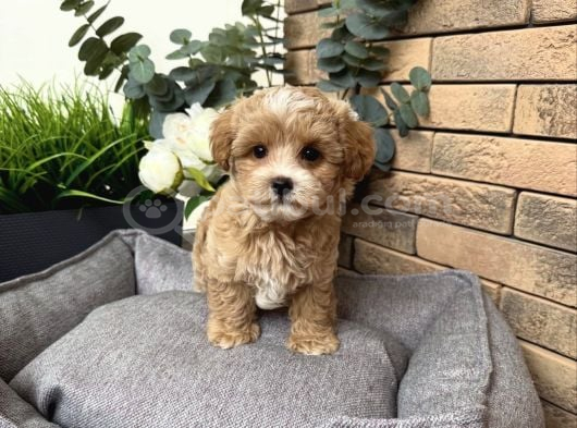 Güzeller Güzeli̇ Malti̇poo Yavrularim