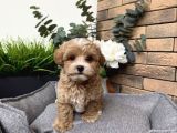 Güzeller Güzeli̇ Malti̇poo Yavrularim