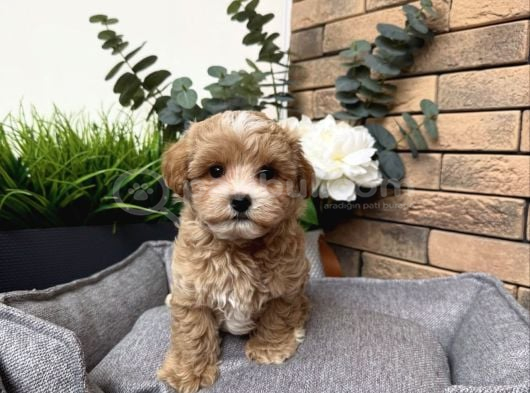 Güzeller Güzeli̇ Malti̇poo Yavrularim görsel