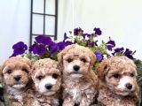 Apri̇cot Toy Poodle Yavrulari
