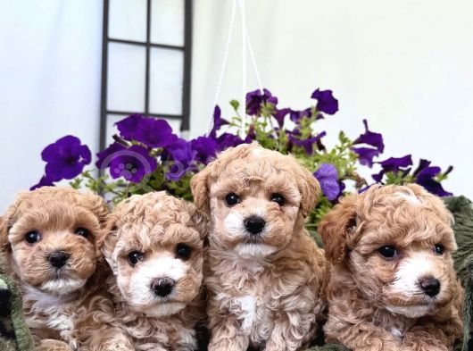 Apri̇cot Toy Poodle Yavrulari