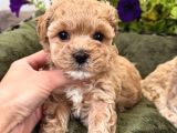 Apri̇cot Toy Poodle Yavrulari