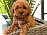 Kizil Toy Poodle Yavrularim