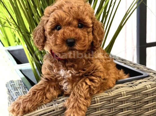 Kizil Toy Poodle Yavrularim görsel