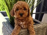 Kizil Toy Poodle Yavrularim