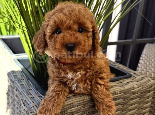 Kizil Toy Poodle Yavrularim