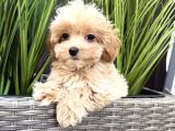 Teacup Malti̇poo Yavrulari