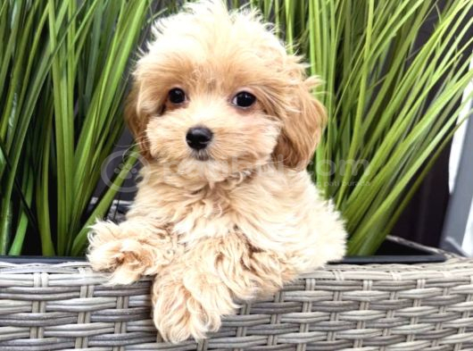 Teacup Malti̇poo Yavrulari görsel