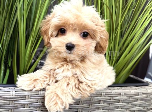 Teacup Malti̇poo Yavrulari
