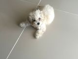 Maltipoo Yavrusu