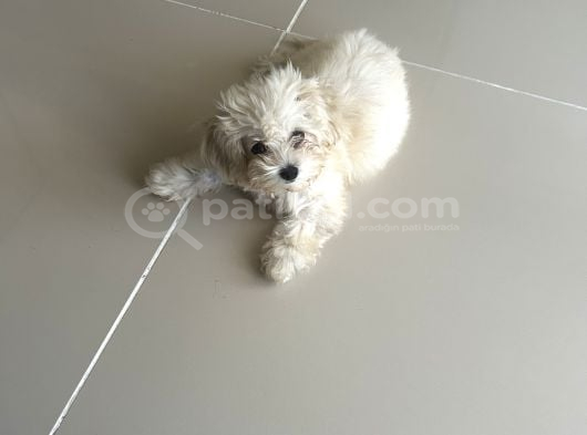 Maltipoo Yavrusu görsel