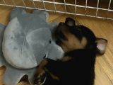 Emsalsi Rottweiler Yavru