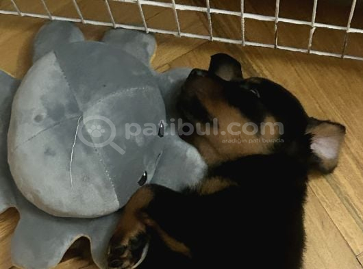 Emsalsi Rottweiler Yavru görsel